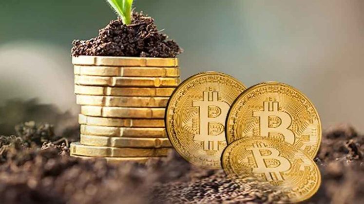 plant-growing-using-bitcoin-coin-pot plant growth using bitcoin coin pot