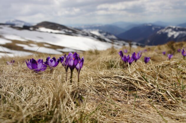 cryptoSummer.spring