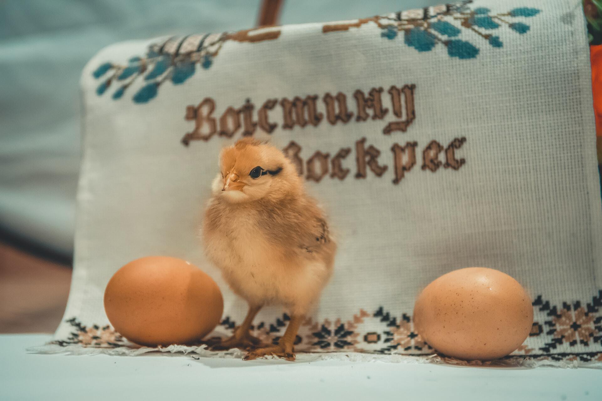 Photo of a small chick hatching from its egg.