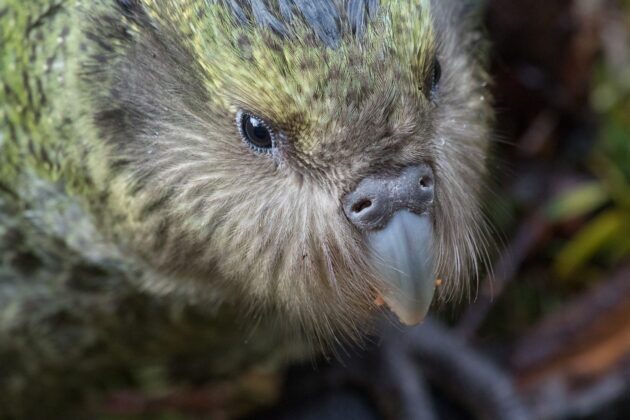 Kākāpō_head