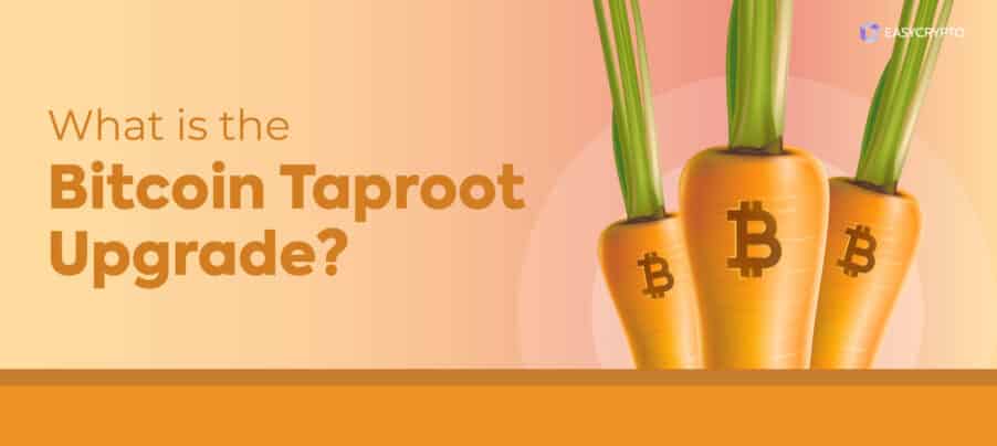 Blog cover illustration of three carrots with the bitcoin logo to depict the topic of Bitcoin taproot upgrage