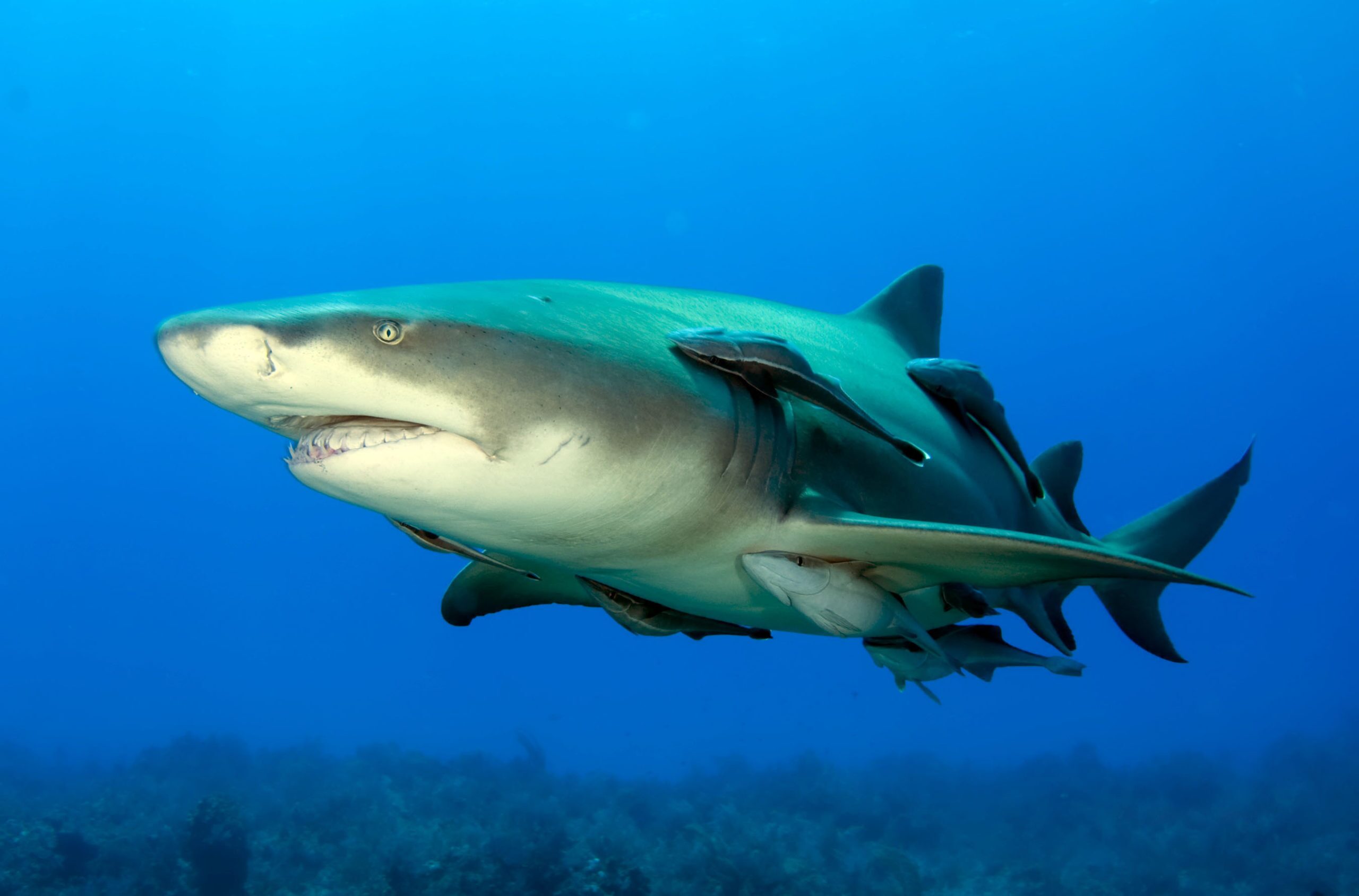 Shark and remora fish in symbiotic relationship.